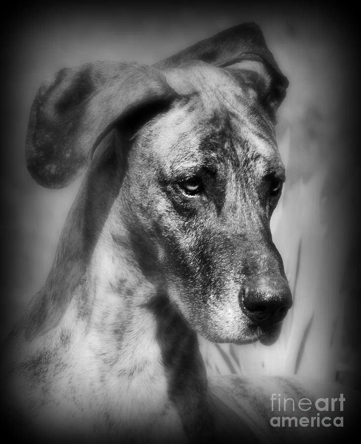 Great Dane Rufus #1 Photograph by Lila Fisher-Wenzel