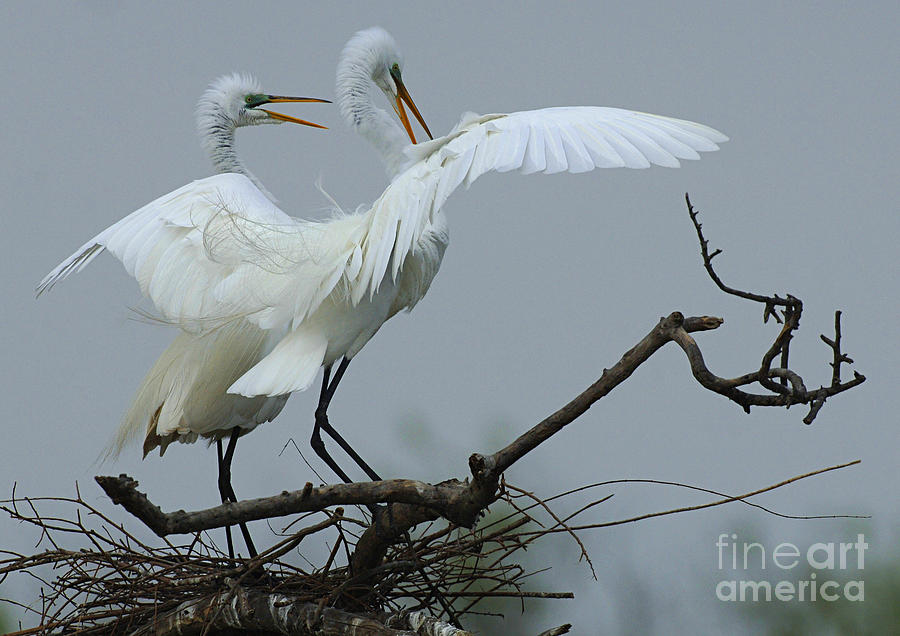 Great Egret Pair #2 Photograph by Bob Christopher