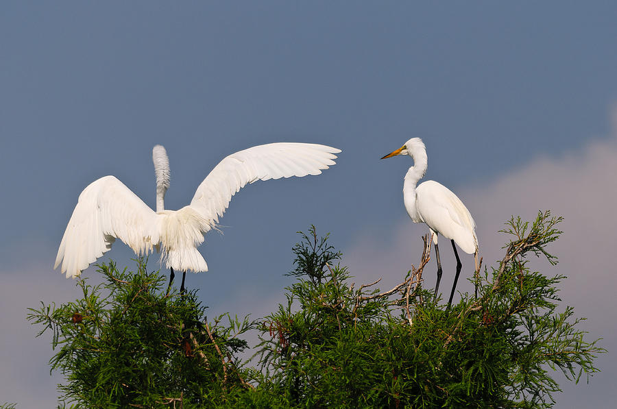 Great Egrets #1 Photograph by Floridas Best Images - Pixels