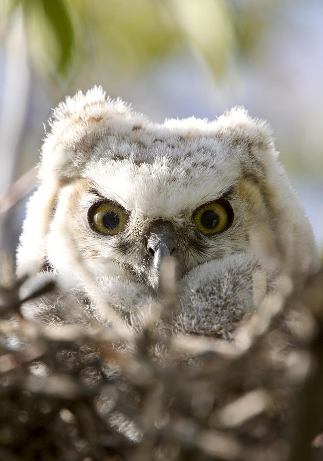 Great Horned Owl Babies Owlets in Nest Digital Art by Mark Duffy - Fine ...