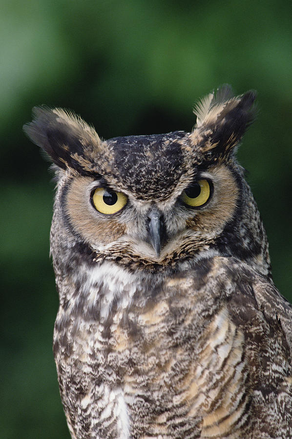 Great Horned Owl Bubo Virginianus #1 Photograph by Gerry Ellis