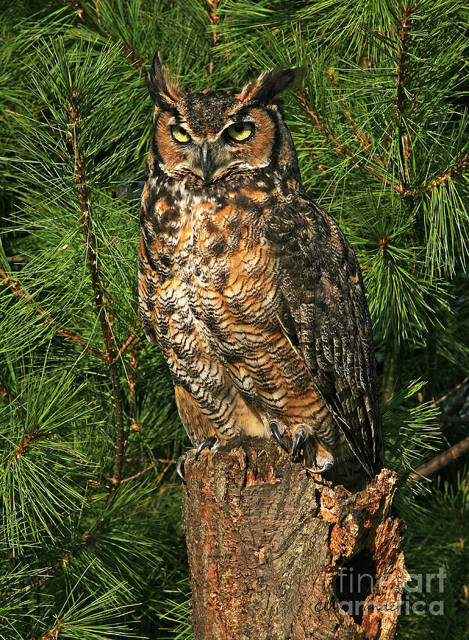Great Horned Owl #1 Photograph by Clare VanderVeen