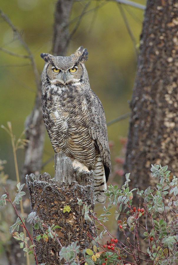 Great Horned Owl In Its Pale Form #1 Photograph by Tim Fitzharris