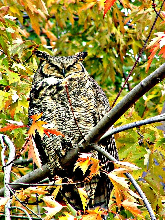 Great Horned Owl #1 Photograph by Jo Sheehan