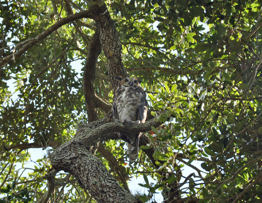 Tree Photograph - Great Horned Owl #2 by John Black