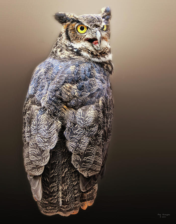 Great Horned Owl #1 Photograph by Peg Runyan