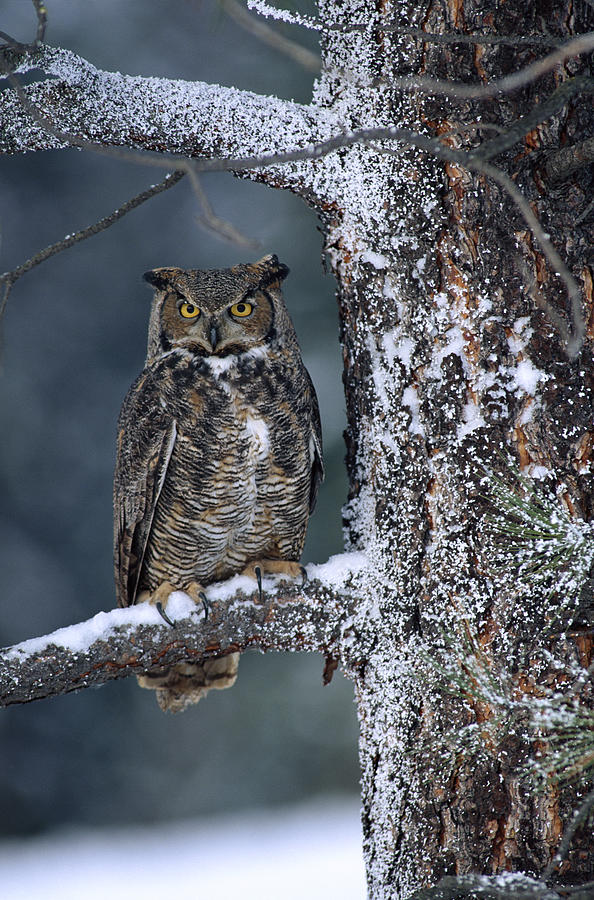 Animal Photograph - Great Horned Owl Perched In Tree Dusted #1 by Tim Fitzharris