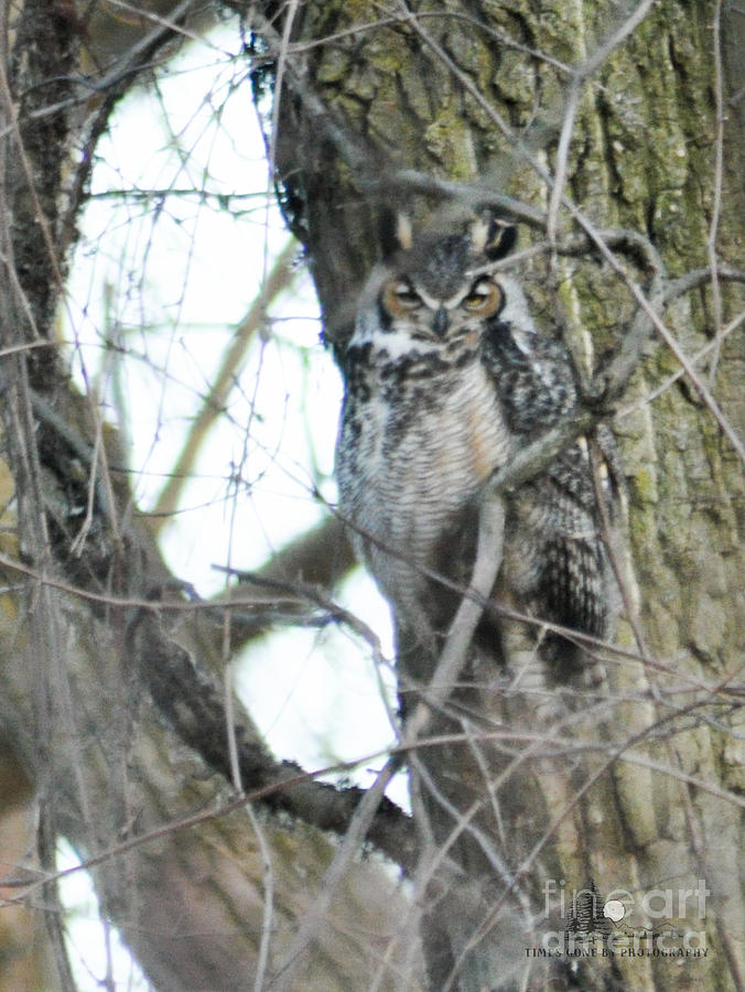 Great Horned Owl #1 Photograph by Ronald Grogan
