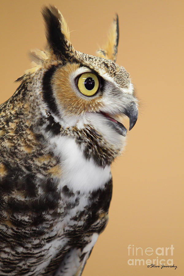 Great Horned Owl #1 Photograph by Steve Javorsky