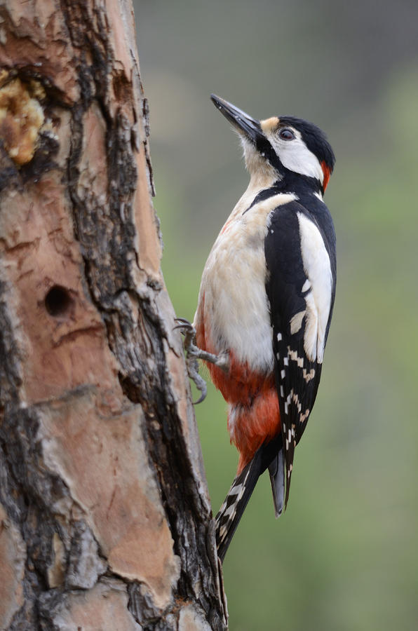 Great Spotted Woodpecker Photograph by Perry Van Munster | Fine Art America