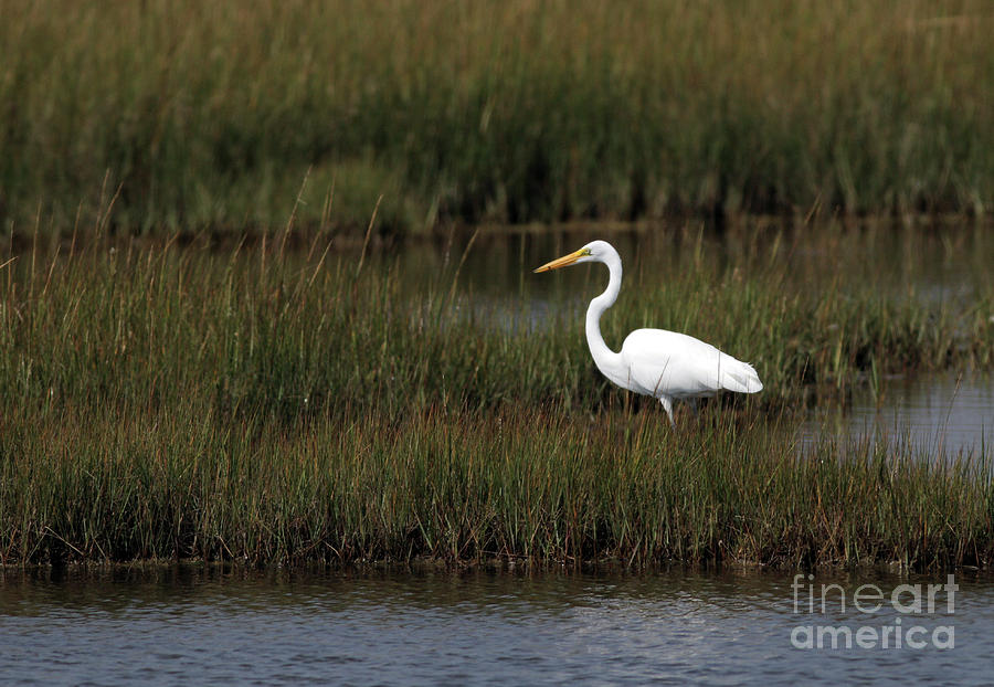Great White Egret Photograph by Gene  Marchand