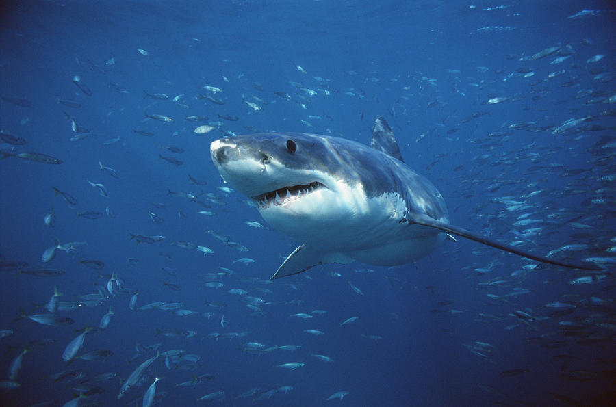 Great White Shark Carcharodon #1 Photograph by Mike Parry