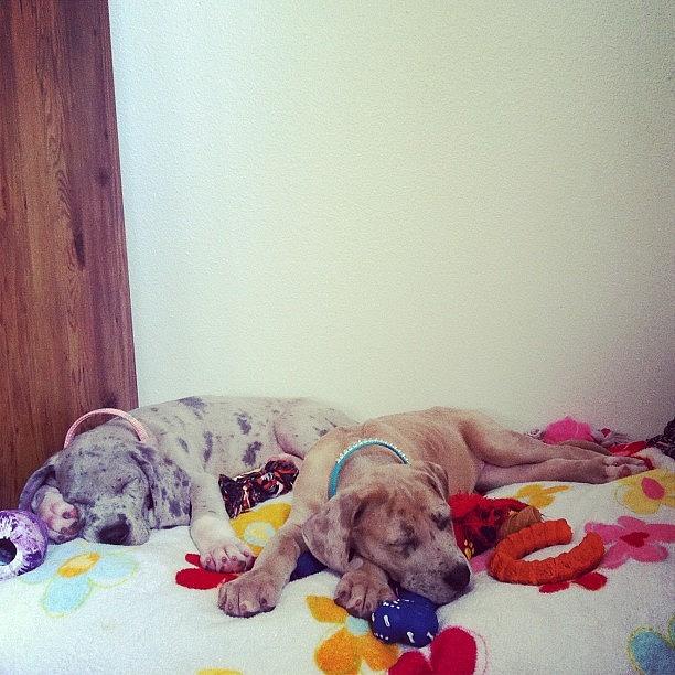 Fawn Photograph - #greatdane #instadane #puppies #sisters #1 by Samantha Huynh