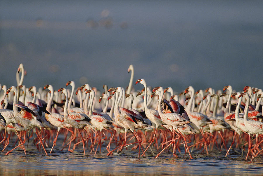Greater Flamingo And Lesser Flamingo #1 Photograph by Tim Fitzharris