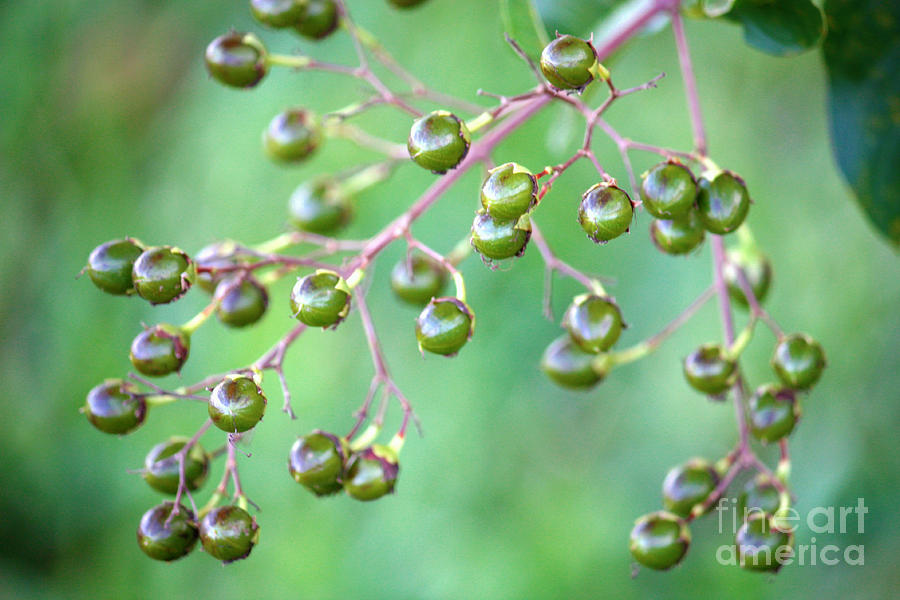 Green Berries #1 Photograph by Carol Groenen