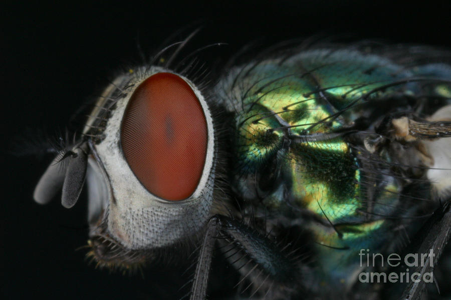 Green Blow Fly #1 Photograph by Ted Kinsman