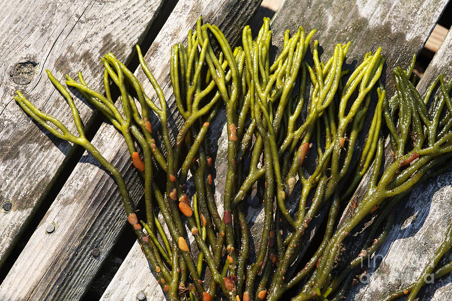 Green Fleece Seaweed #3 Photograph by Ted Kinsman