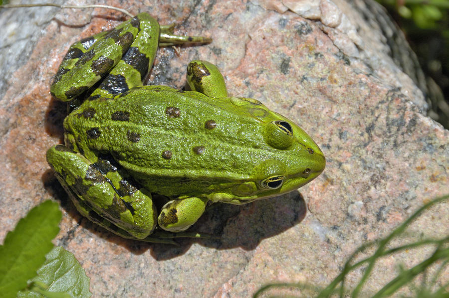 Green frog #2 Photograph by Matthias Hauser