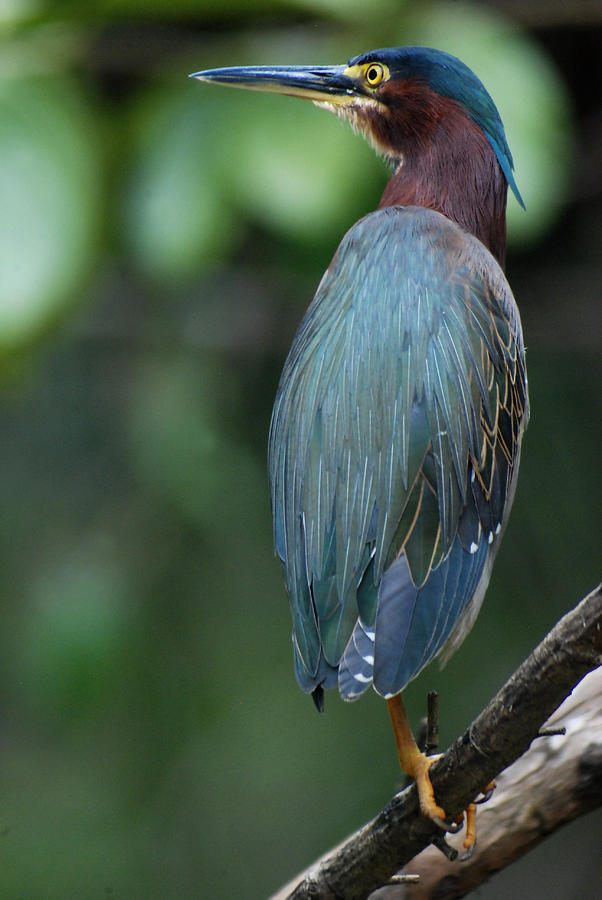 Green Heron #1 Photograph by Perry Van Munster