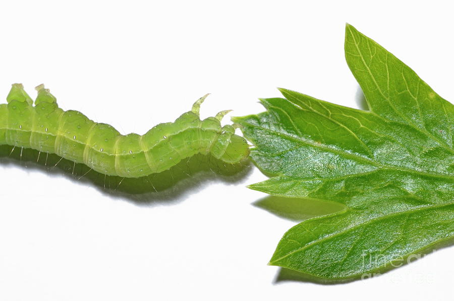 green inchworms