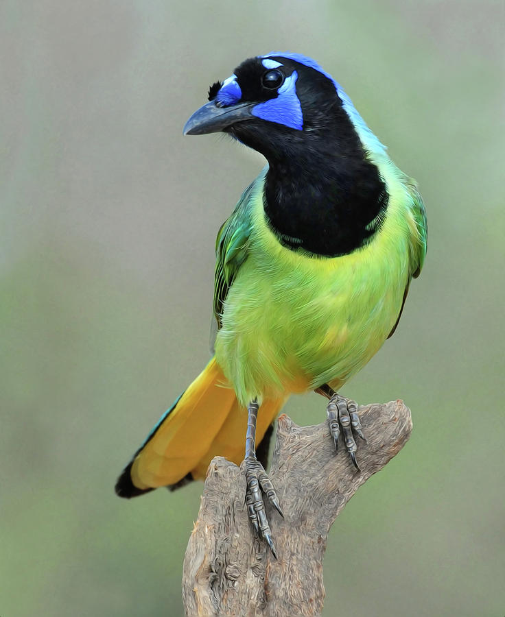Green Jay  #1 Photograph by Dave Mills