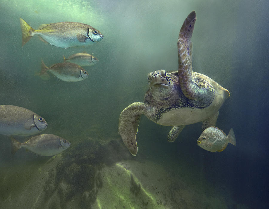Green Sea Turtle Chelonia Mydas Photograph by Tim Fitzharris