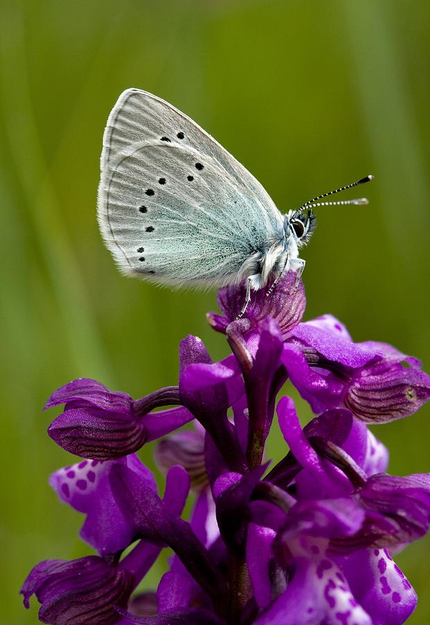 Green-underside Blue Butterfly Photograph by Bob Gibbons - Fine Art America