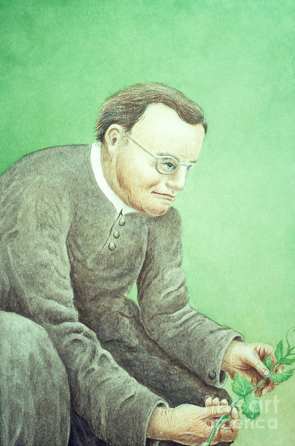 Gregor Mendel, Father Of Genetics #1 Photograph by Science Source