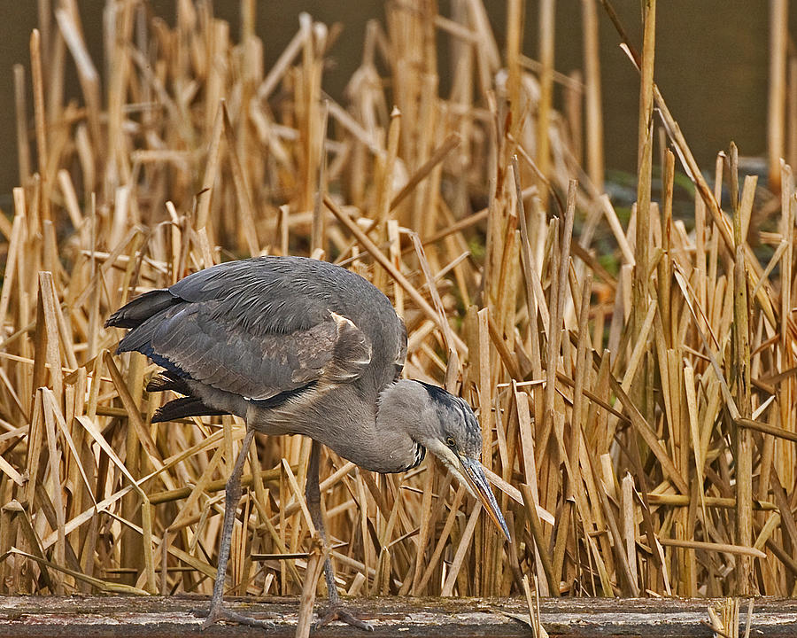 Grey Heron #1 Photograph by Paul Scoullar