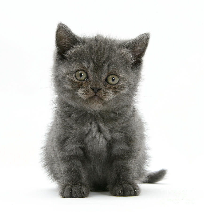 Grey Kitten #4 Photograph by Mark Taylor