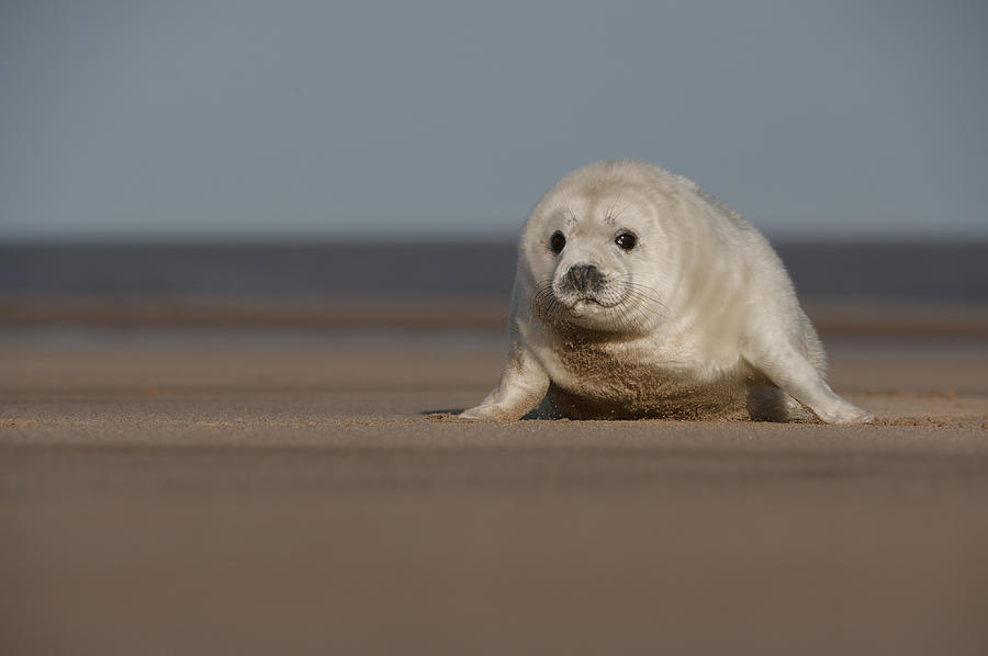 Grey Seal Pup #1 Photograph by Andy Astbury