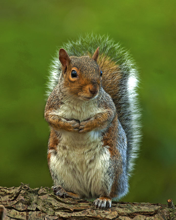 Grey Squirrel #1 Photograph by Paul Scoullar