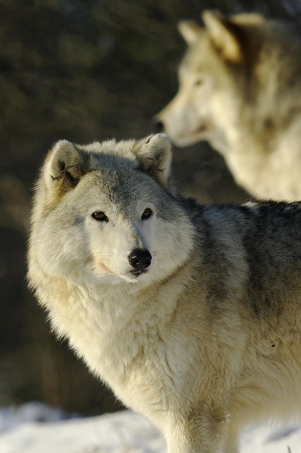 Grey Wolf Canis Lupus In Ecomuseum Zoo #1 Photograph by Steeve Marcoux