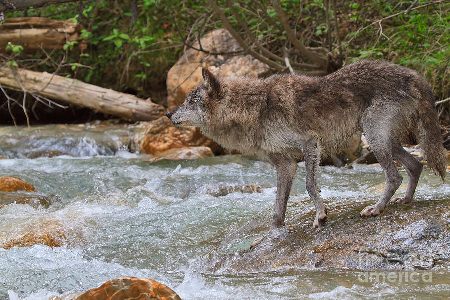 Grey wolf crossing a mountain stream #2 Photograph by Louise Heusinkveld