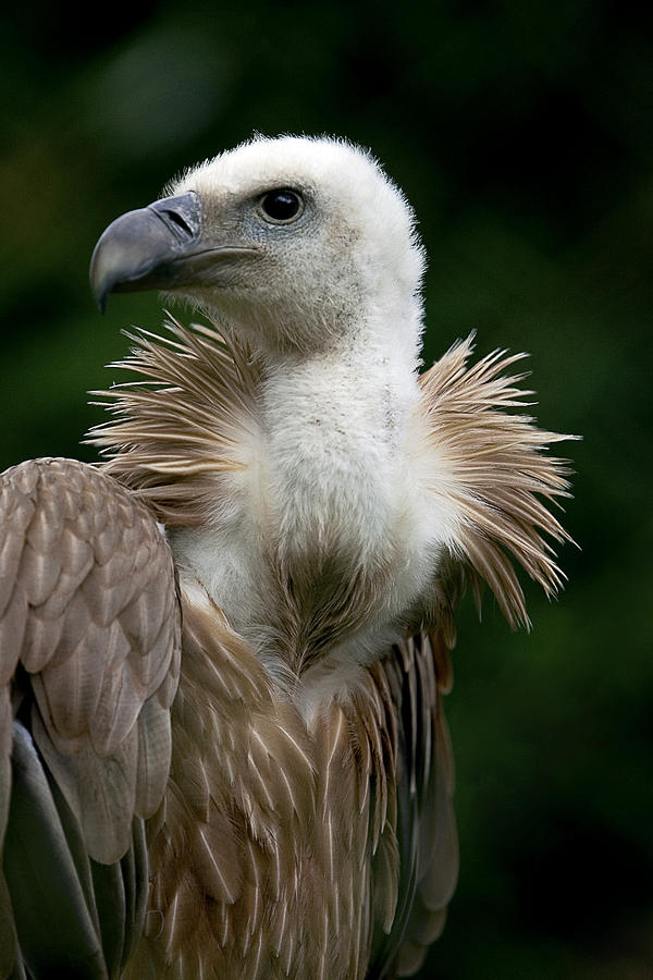 Griffon Vulture Photograph By Linda Wright - Fine Art America