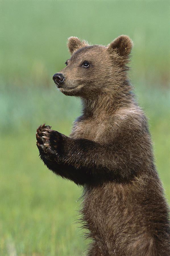 Grizzly Bear Cub Playing Katmai #1 Photograph by Suzi Eszterhas