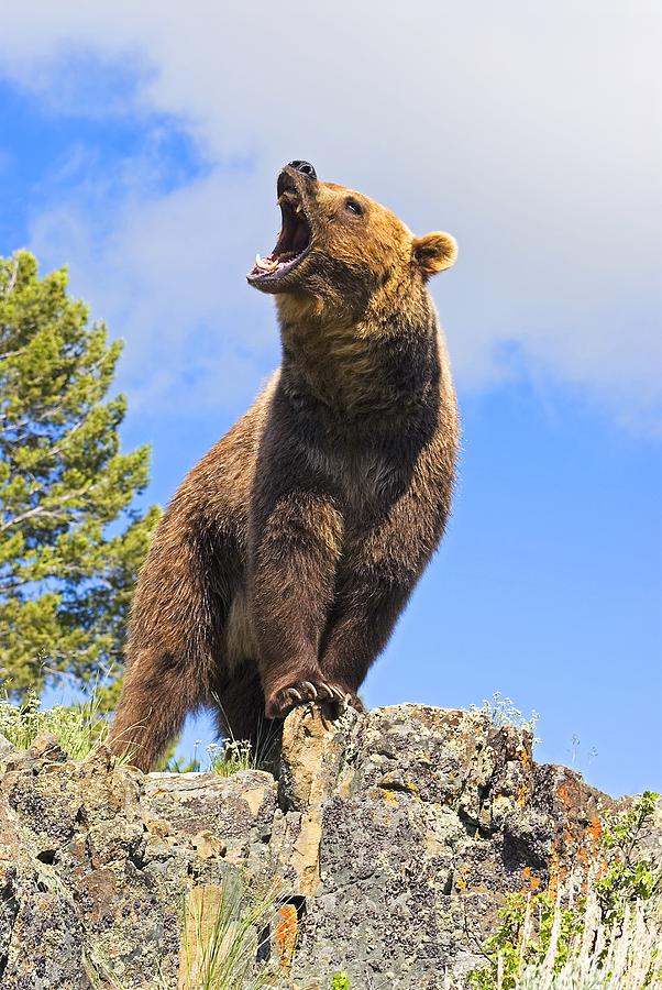 Mammal Photograph - Grizzly Bear Roaring #1 by John Pitcher