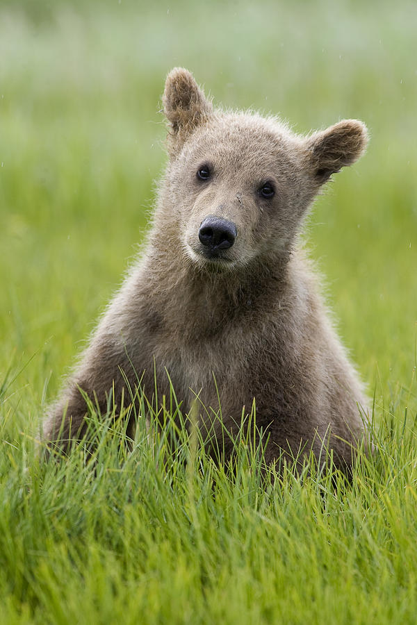 Grizzly Bear Ursus Arctos Horribilis #1 Photograph by Matthias Breiter