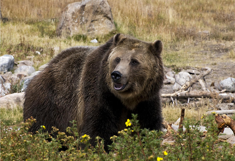 Grizzly Photograph by Gordon Ripley