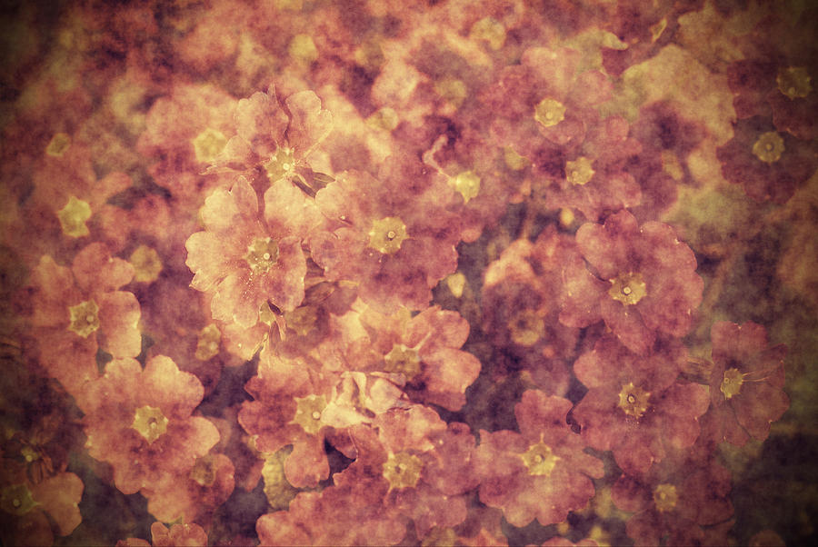 Grunge flowers #1 Photograph by Jaroslaw Grudzinski