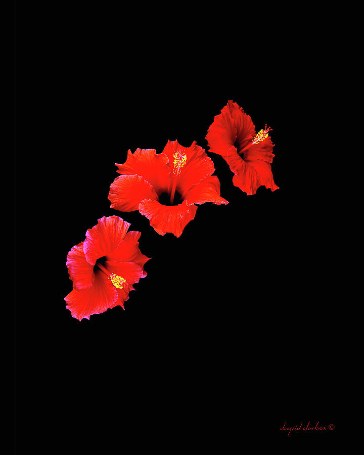 Flowers Still Life Photograph - Guileless Beauty #1 by Dayvid Clarkson
