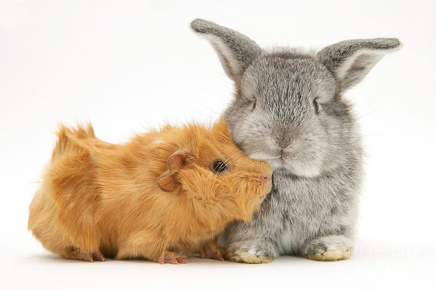 Animal Photograph - Guinea Pig And Rabbit #1 by Jane Burton