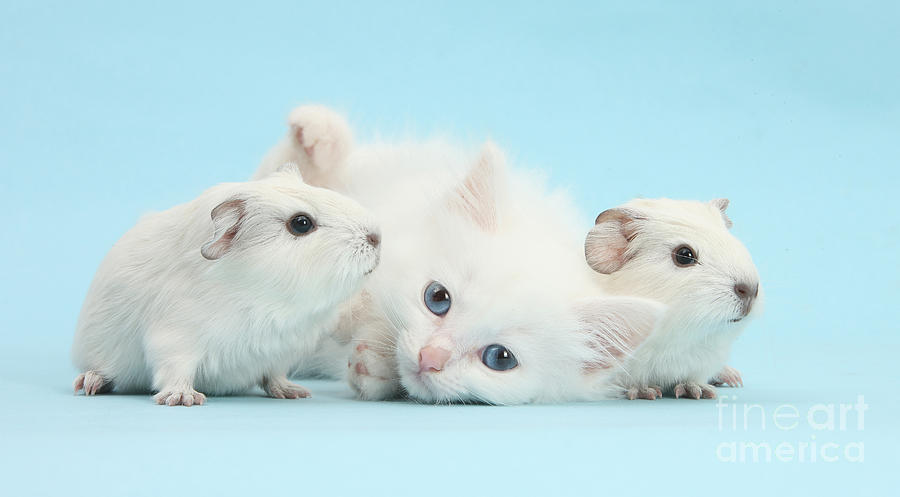 Guinea Pigs And Maine Coon-cross Kitten #1 Photograph by Mark Taylor