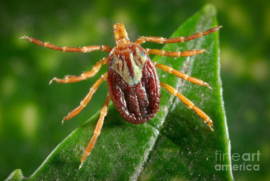 Gulf Coast Tick #2 Photograph by Science Source