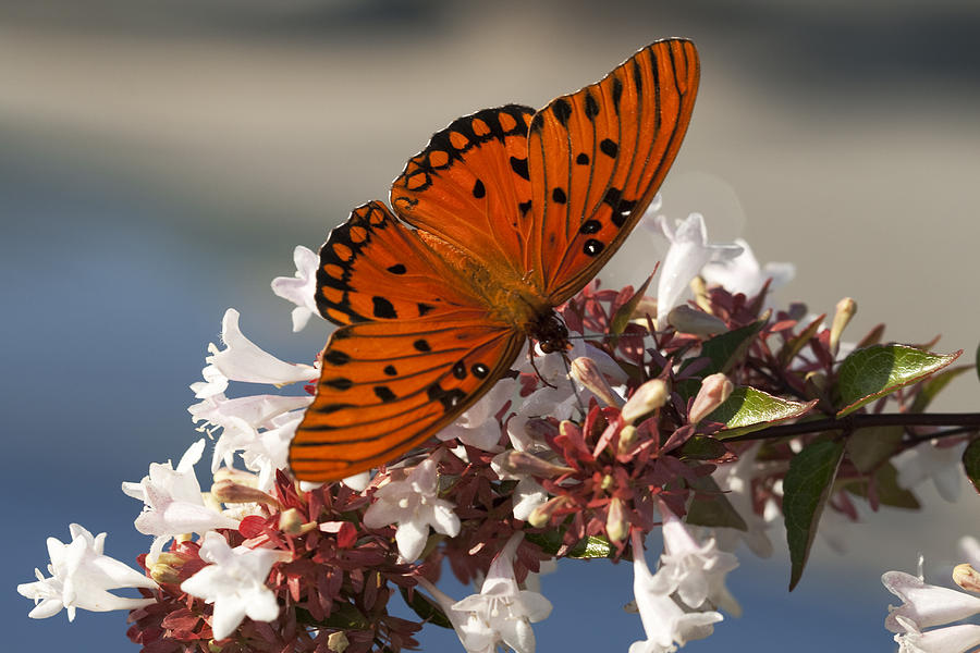 Gulf Fritillary Butterfly - Agraulis vanillae #1 Photograph by Kathy Clark