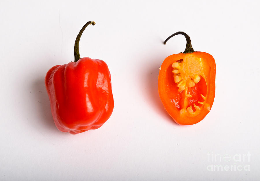 Habanero Chili Pepper #1 Photograph by Photo Researchers, Inc.