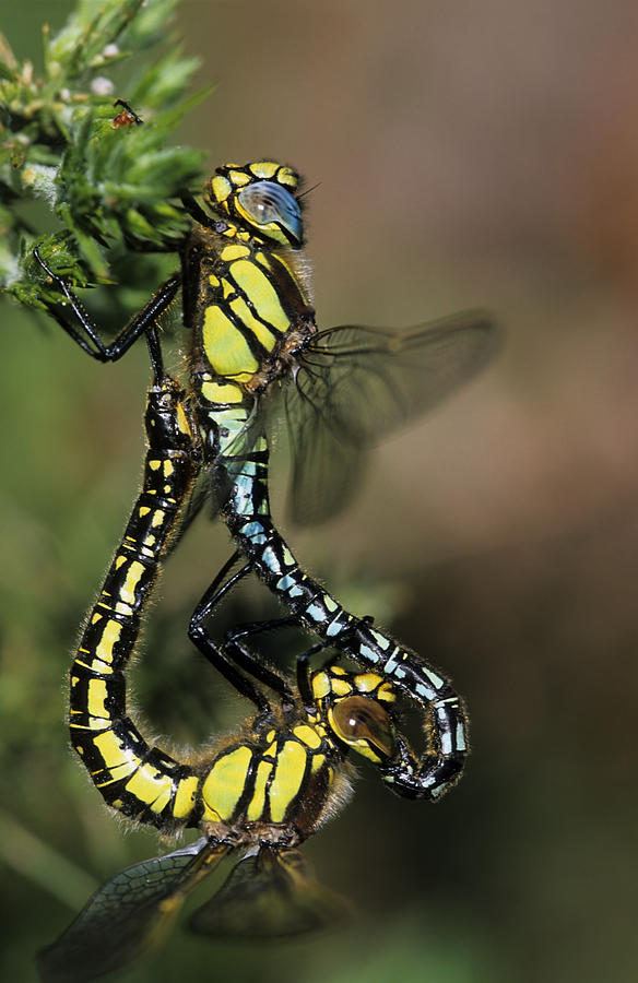 Wildlife Photograph - Hairy Dragonflies Mating #1 by Adrian Bicker