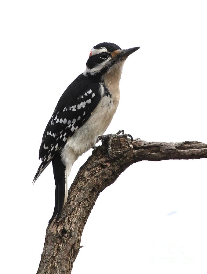Hairy Woodpecker #1 Photograph by Jack  R Brock