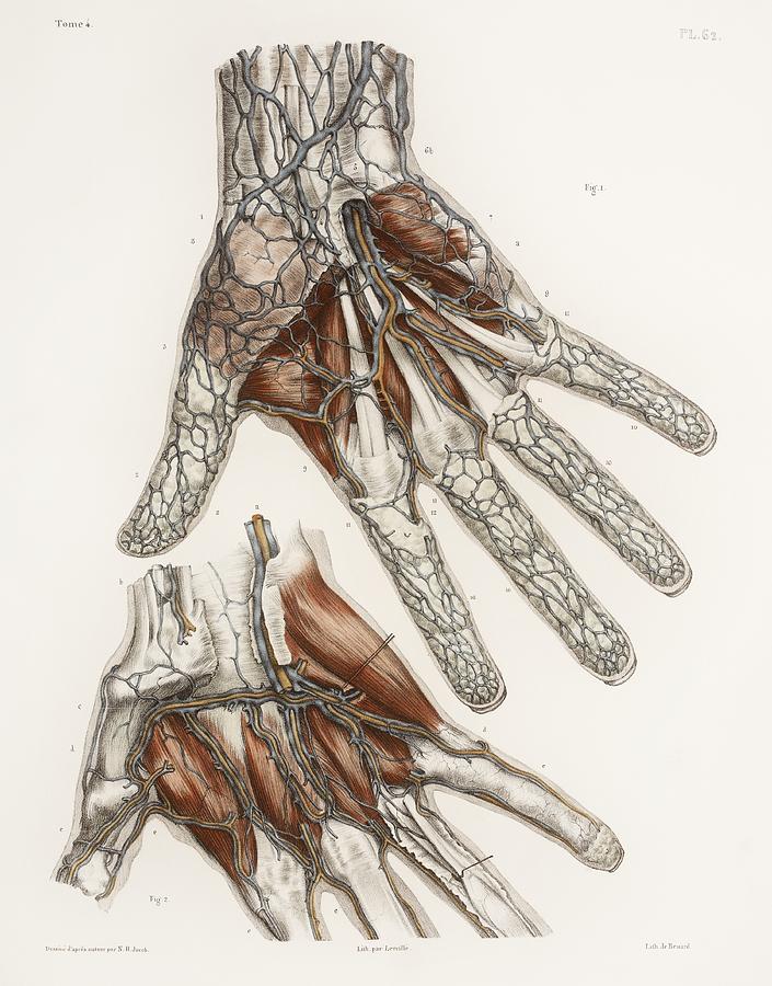 Anatomy 7/10 Hands continued by BubbleMuffinsArt on DeviantArt