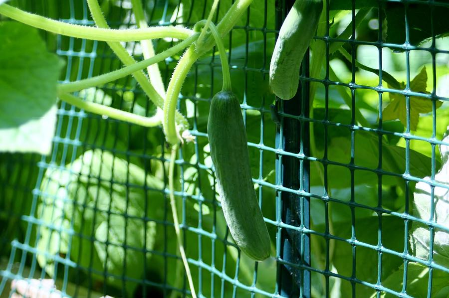 Hanging Cucumbers #1 Photograph by Barbara S Nickerson